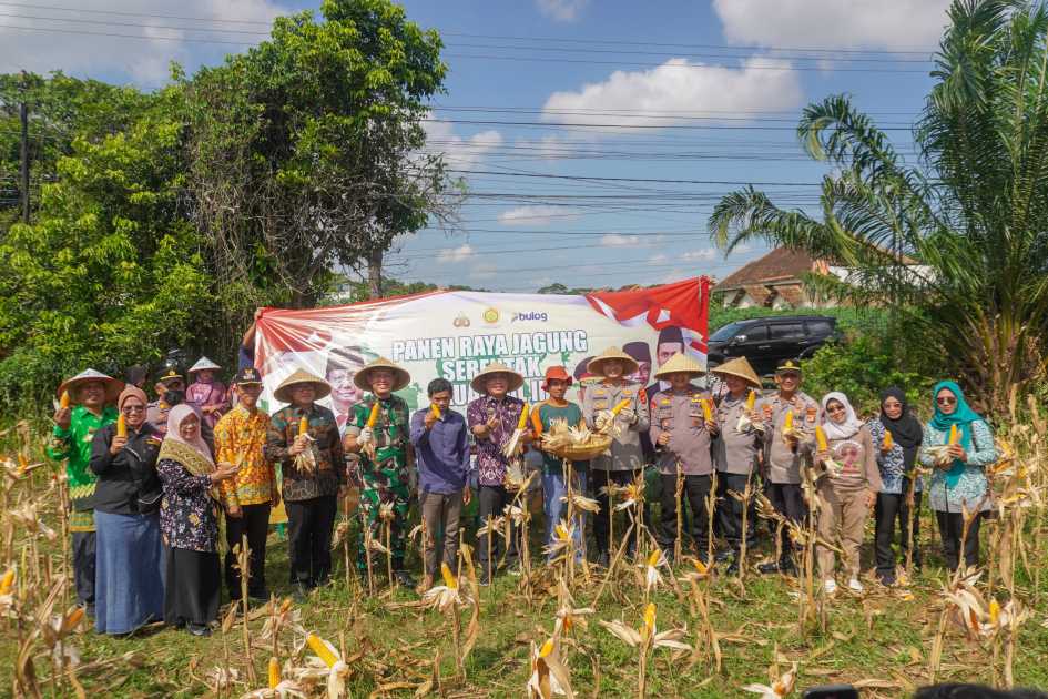 Advertorial : Pemkot Metro Panen Raya Jagung Serentak Nasional